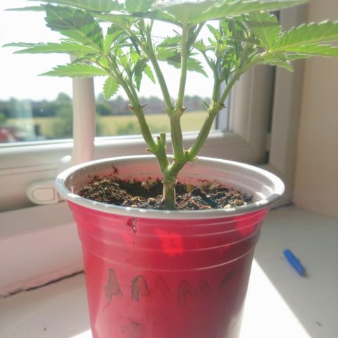 AUTO - AMMO (SOLO CUP CHALLENGE)  growlog timeline photo
