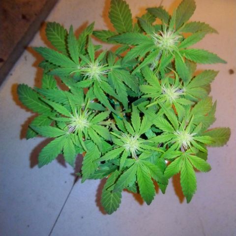 AUTO - AMMO (SOLO CUP CHALLENGE)  growlog timeline photo