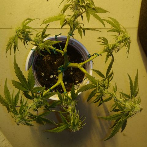 AUTO - AMMO (SOLO CUP CHALLENGE)  growlog timeline photo