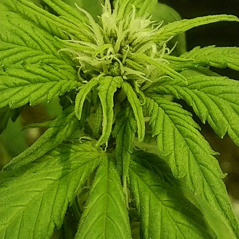 AUTO - Purple Lemonade #1 growlog timeline photo