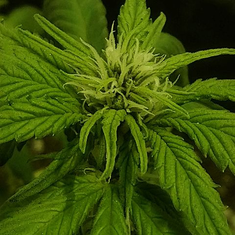 AUTO - Purple Lemonade #1 growlog timeline photo