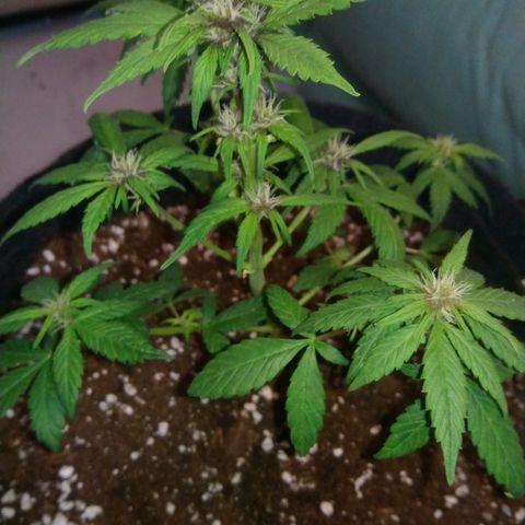 AUTO - Purple Lemonade #1 growlog timeline photo