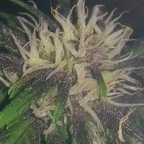 AUTO - Purple Lemonade #1 growlog timeline photo