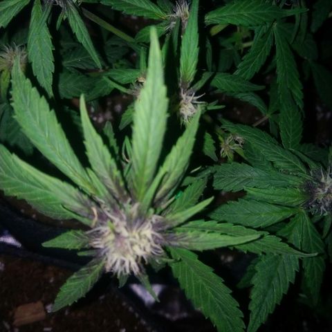 AUTO - Purple Lemonade #1 growlog timeline photo