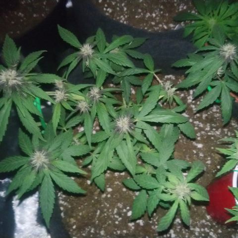 AUTO - Purple Lemonade #1 growlog timeline photo