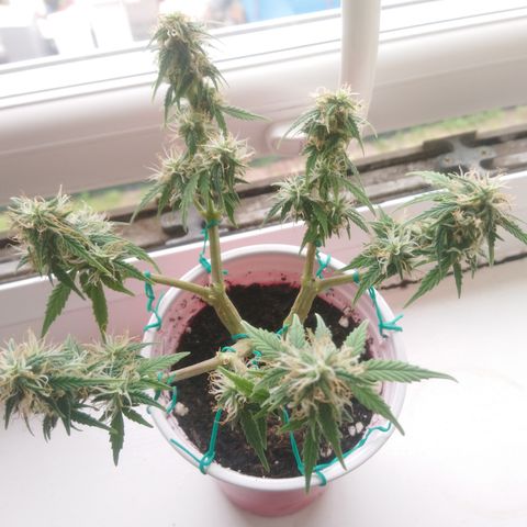 AUTO - AMMO (SOLO CUP CHALLENGE)  growlog timeline photo