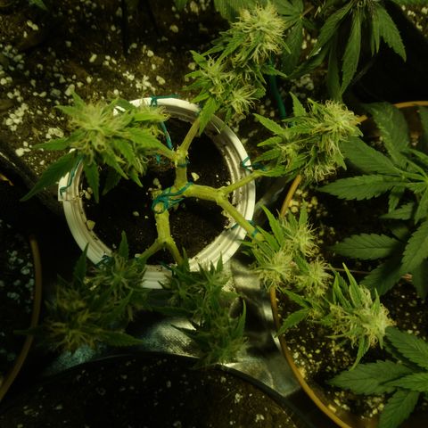 AUTO - AMMO (SOLO CUP CHALLENGE)  growlog timeline photo