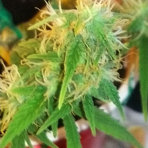 AUTO - AMMO (SOLO CUP CHALLENGE)  growlog timeline photo