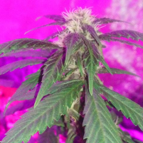 AUTO - Purple Lemonade #1 growlog timeline photo