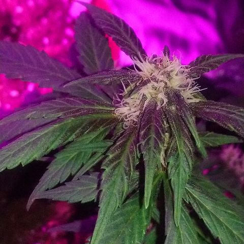 AUTO - Purple Lemonade #1 growlog timeline photo
