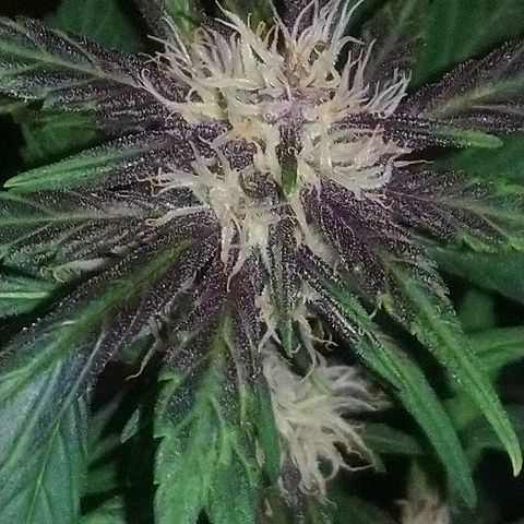 AUTO - Purple Lemonade #1 growlog timeline photo