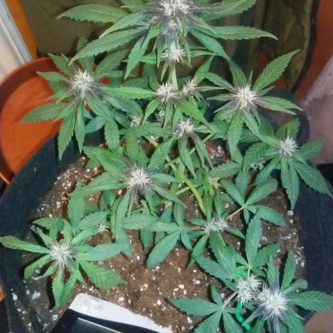 AUTO - Purple Lemonade #1 growlog timeline photo