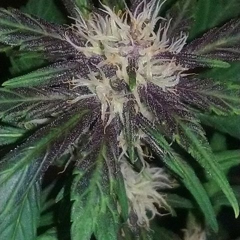 AUTO - Purple Lemonade #1 growlog timeline photo