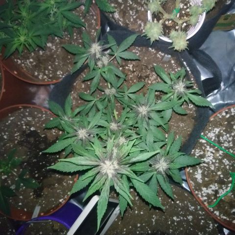 AUTO - Purple Lemonade #1 growlog timeline photo