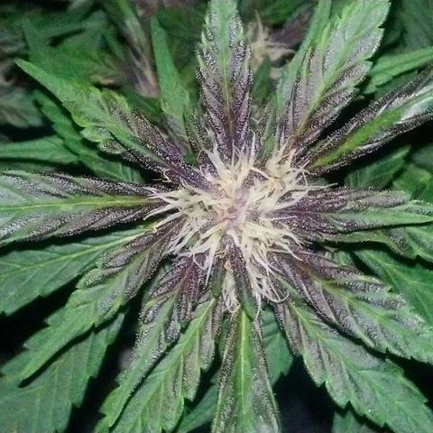 AUTO - Purple Lemonade #1 growlog timeline photo