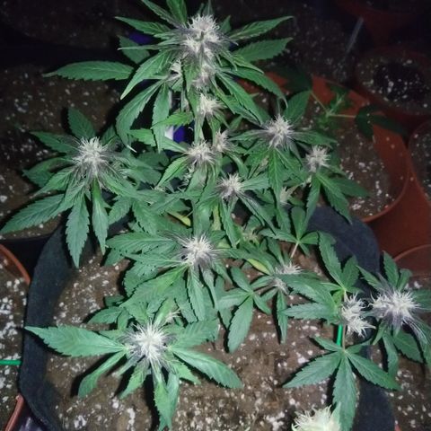AUTO - Purple Lemonade #1 growlog timeline photo