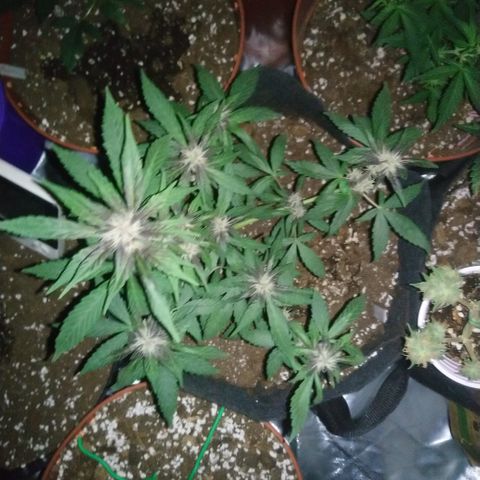 AUTO - Purple Lemonade #1 growlog timeline photo