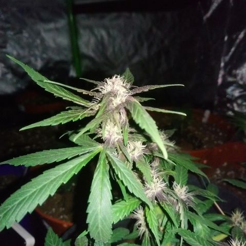 AUTO - Purple Lemonade #1 growlog timeline photo