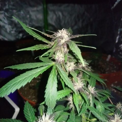 AUTO - Purple Lemonade #1 growlog timeline photo