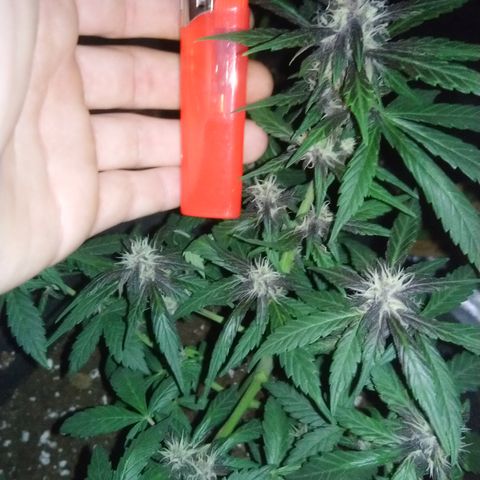 AUTO - Purple Lemonade #1 growlog timeline photo