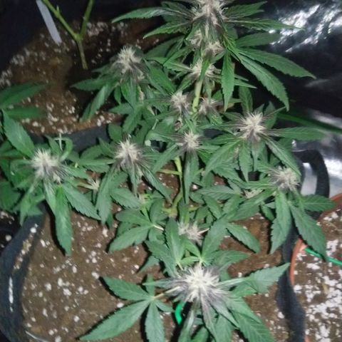 AUTO - Purple Lemonade #1 growlog timeline photo
