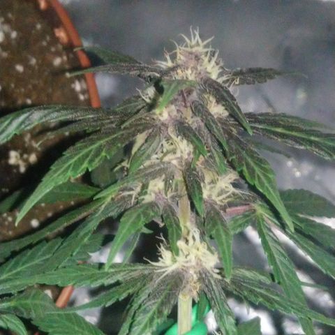 AUTO - Purple Lemonade #1 growlog timeline photo