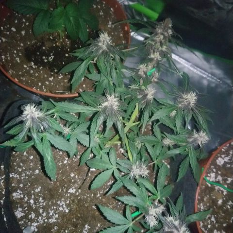 AUTO - Purple Lemonade #1 growlog timeline photo