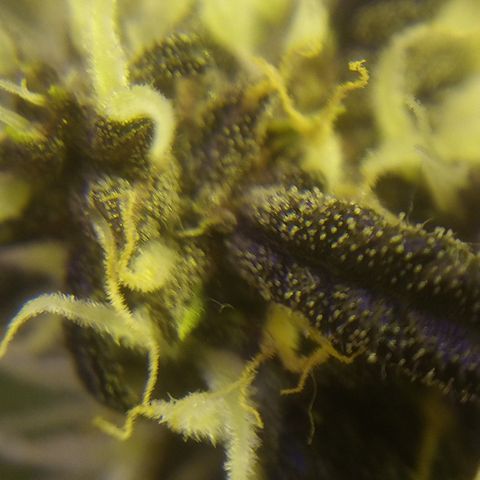 AUTO - Purple Lemonade #1 growlog timeline photo