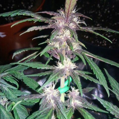 AUTO - Purple Lemonade #1 growlog timeline photo