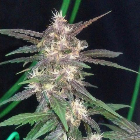 AUTO - Purple Lemonade #1 growlog timeline photo