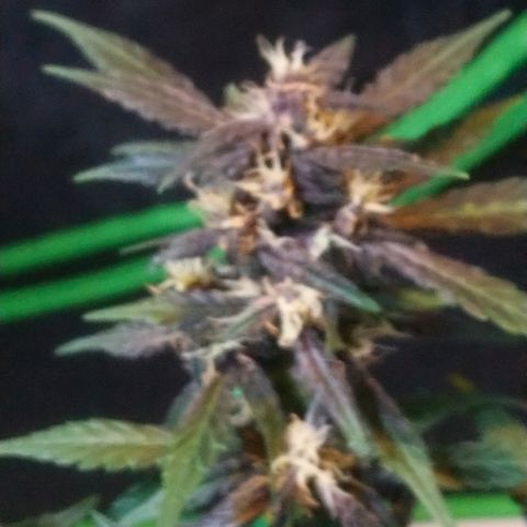 AUTO - Purple Lemonade #1 growlog timeline photo