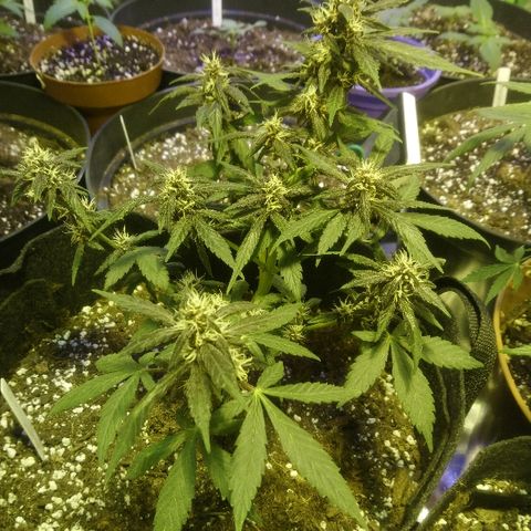 AUTO - Purple Lemonade #1 growlog timeline photo