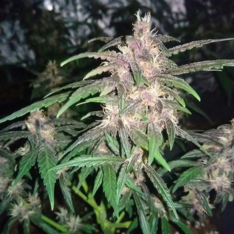 AUTO - Purple Lemonade #1 growlog timeline photo