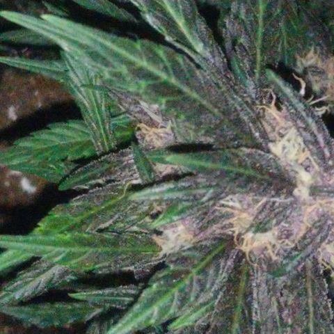 AUTO - Purple Lemonade #1 growlog timeline photo