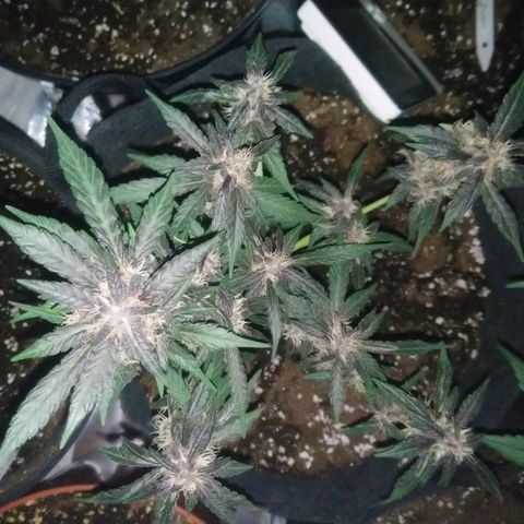 AUTO - Purple Lemonade #1 growlog timeline photo
