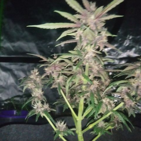 AUTO - Purple Lemonade #1 growlog timeline photo