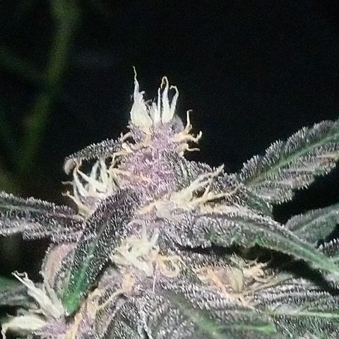 AUTO - Purple Lemonade #1 growlog timeline photo