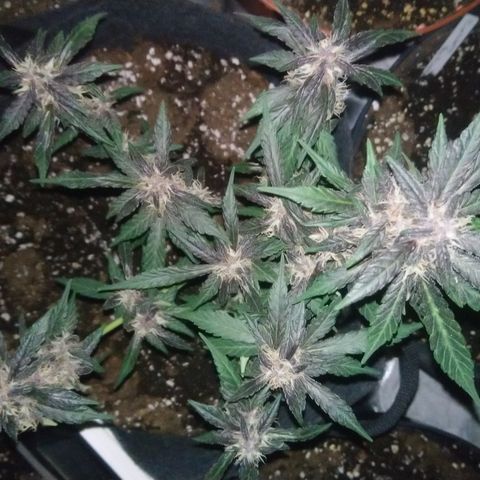 AUTO - Purple Lemonade #1 growlog timeline photo