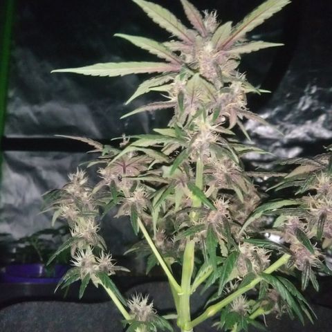 AUTO - Purple Lemonade #1 growlog timeline photo