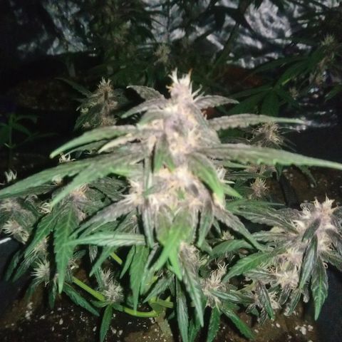 AUTO - Purple Lemonade #1 growlog timeline photo