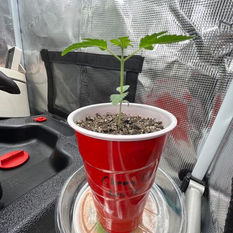 Chemy Lemmy #2 growlog timeline photo
