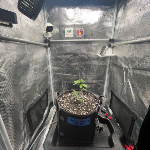 Chemy Lemmy #2 growlog photo: Transplant Lemmy #2 to 3 gallon grow bag with DynoMyco