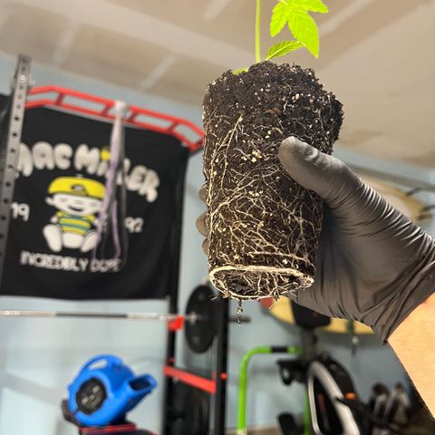 Chemy Lemmy #2 growlog photo: Transplant Lemmy #2 to 3 gallon grow bag with DynoMyco