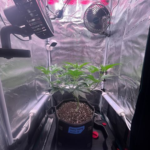 Chemy Lemmy #2 growlog photo: Transplant Lemmy #2 to 3 gallon grow bag with DynoMyco