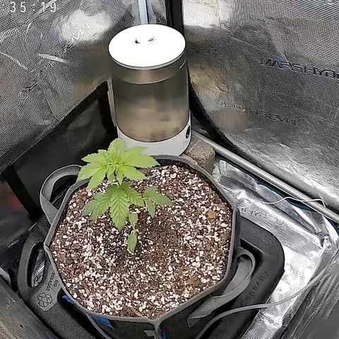 Chemy Lemmy #2 growlog timeline photo
