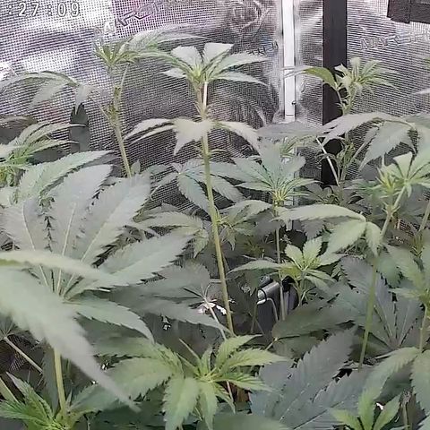 Chemy Lemmy #2 growlog timeline photo