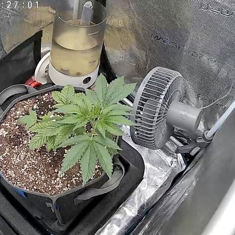 Chemy Lemmy #2 growlog timeline photo