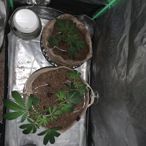 Gg 4  growlog timeline photo
