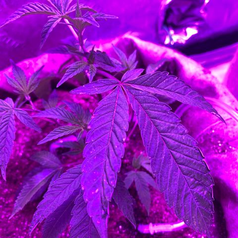 Gg 4  growlog timeline photo