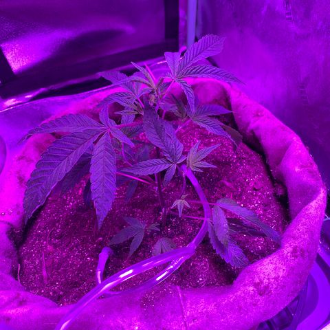 Gg 4  growlog timeline photo